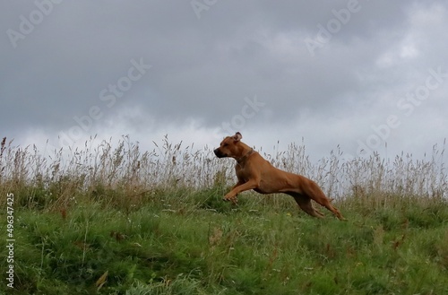 dog running in the meadow