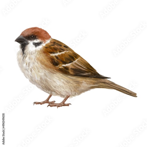 Sparrow. Watercolor illustration of a Sparrow. Idea for postcards, stickers, calendars, books.