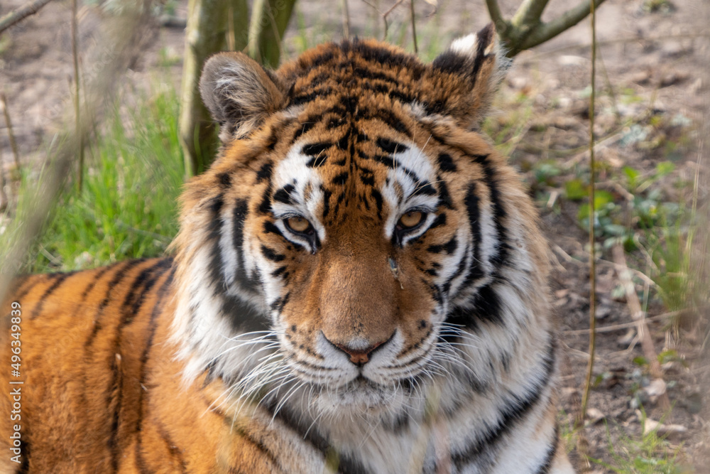 Fototapeta premium the tiger looks at me