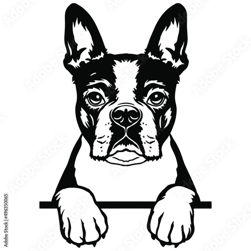 Vector illustration of a Boston Terrier dog portrait