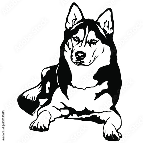 Siberian Husky lying body profile Dog  art. Dog Clipart Vector Art. Cut print Files Vinly Design