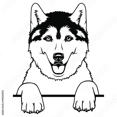 Siberian Husky Peeking Smiling Dog Sled Snow Breed art. Dog Clipart Vector Art. Cut Ready Files Vinly Design