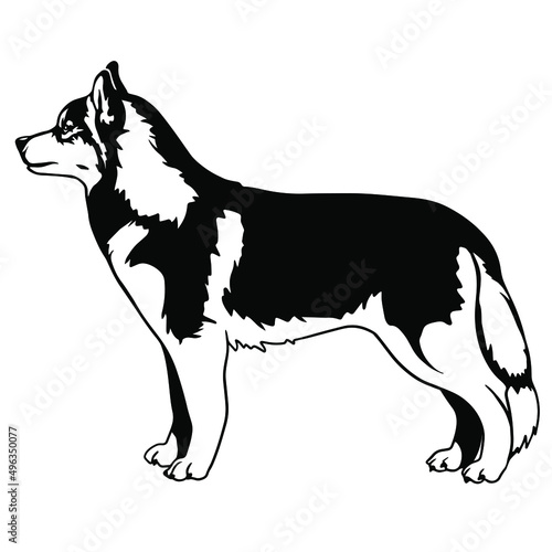 Siberian Husky standing body profile Dog  art. Dog Clipart Vector Art. Cut Ready Files Vinly Design