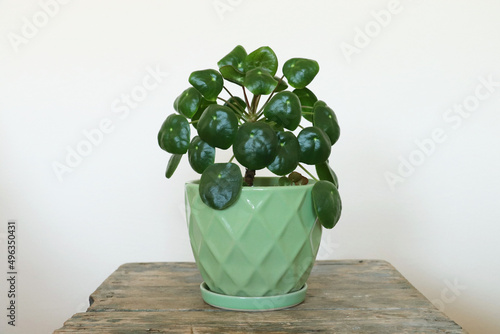 Pilea peperomioides, Chinese money plant on wooden table	