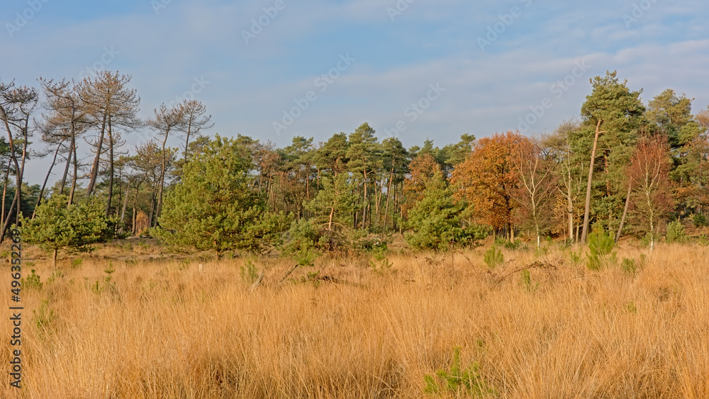 Landscape with grassland and spruce and pine forest in Kalmthout heath nature reserve, Flanders, Belgium 
