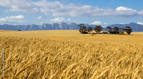 South Africa wheat fields with mountain background.