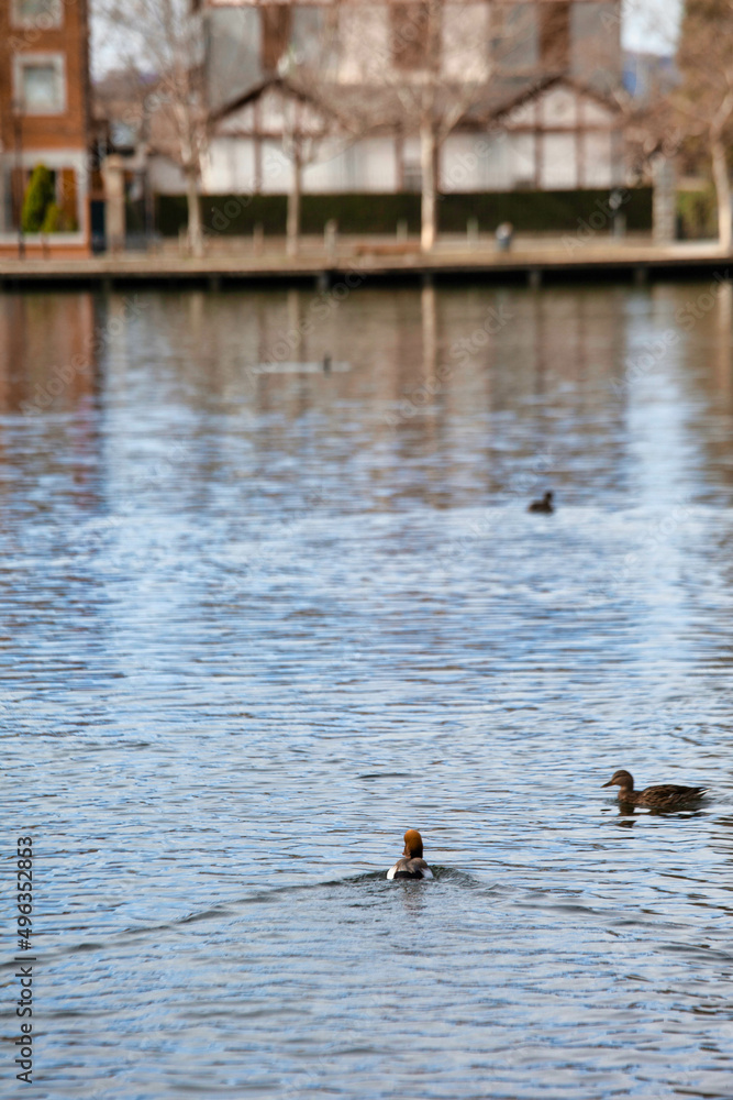duck on the water duck on the water