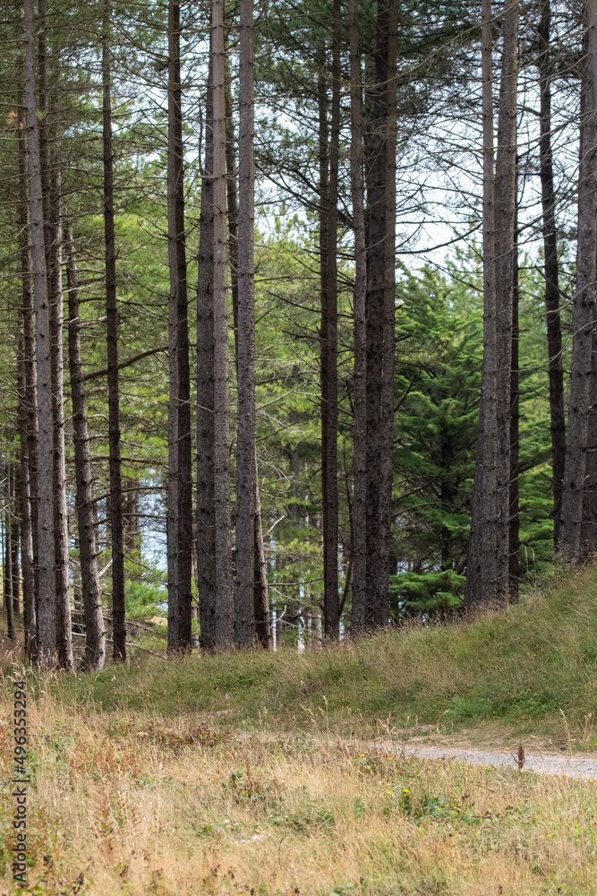 Pine tree forest on Llanddwyn beach on Anglesey Island in north Wales