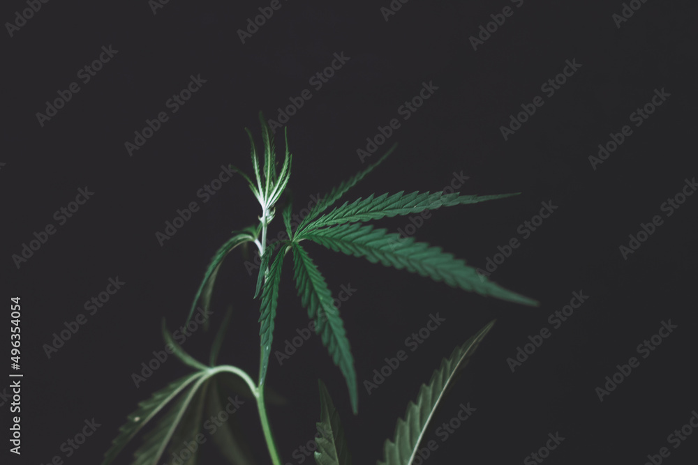 Large leaves of marijuana on a black background. Growing medical cannabis. Hemp CBD, cannabis cultivation, marijuana leaves, light leakage of color tones.