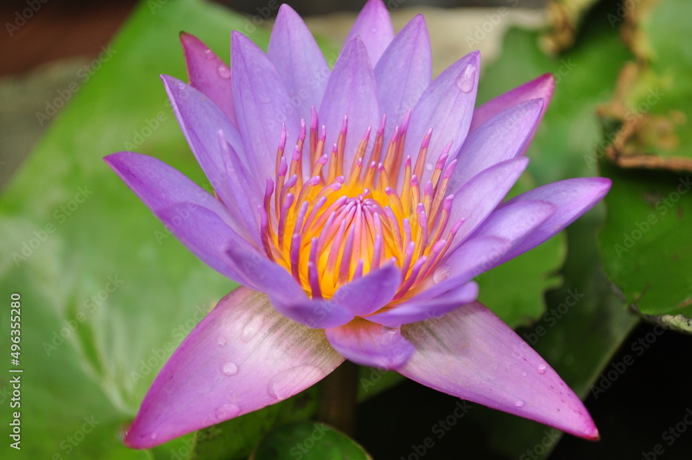 Water Lilly Indigo Flower Macro Water Lilly Indigo Flower Macro