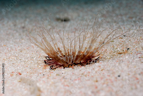 Anemone Cerianthus on soft bottom of Mediterranean Sea.