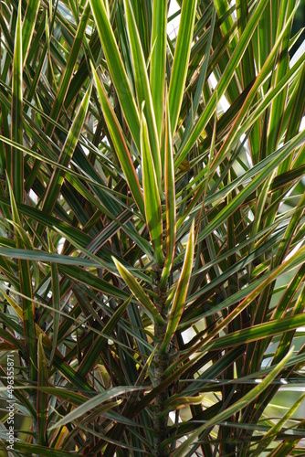 Dracaena Marginata in the nature. Dracaena marginata  commonly called red-edge dracaena  is an evergreen tree with stiff  ribbon-like red-margined green leaves and slim  curving stalks for trunks