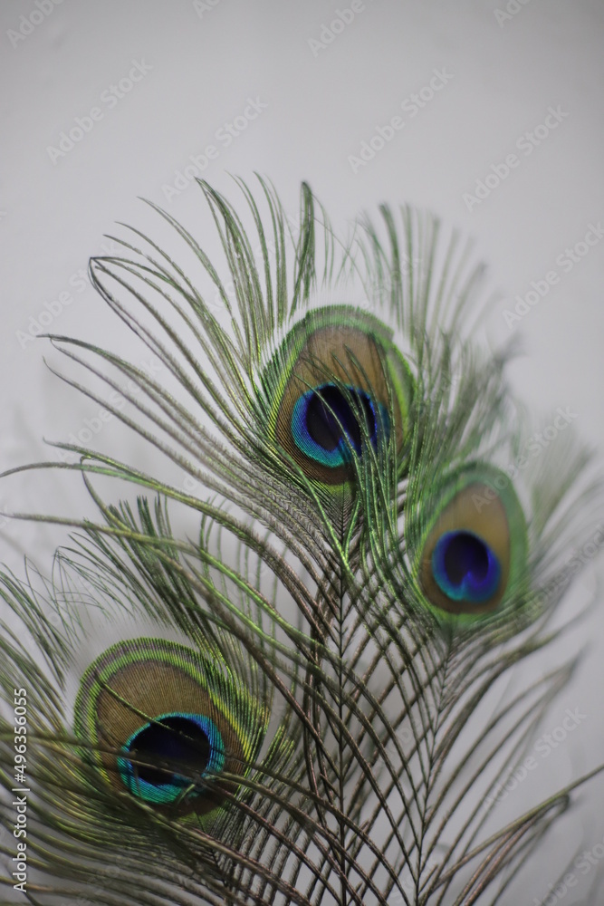 Fototapeta premium peacock feather close up