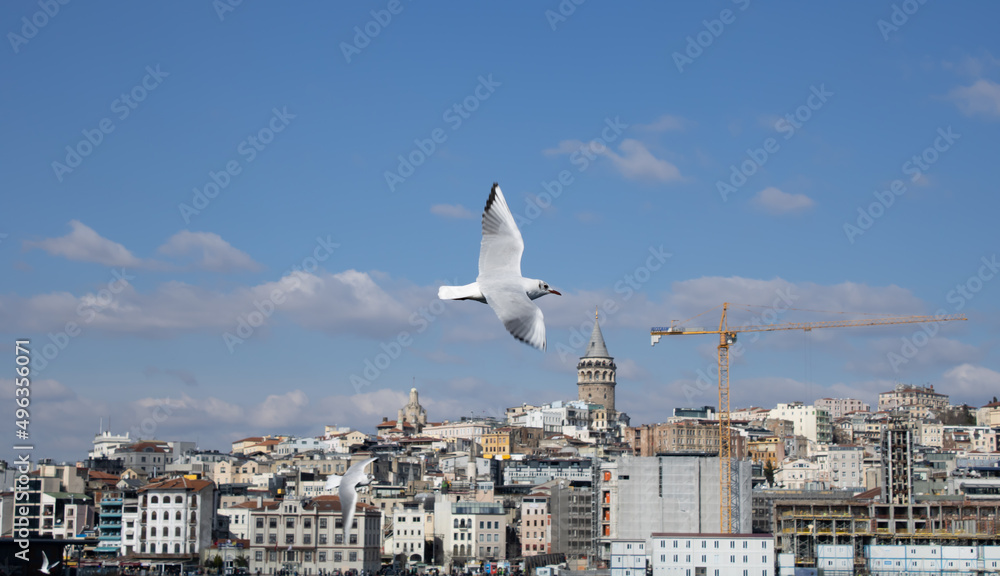 seagull in flight, seagull flying in front of Galata tower seagull in flight, seagull flying in front of Galata tower