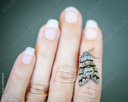 A pretty gray and black moth on a hand.