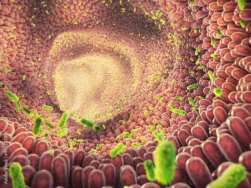 Intestinal bacteria illustration. Gut microbiome helps control intestinal digestion and the immune system. Probiotics are beneficial bacteria used to help the growth of healthy gut flora photo