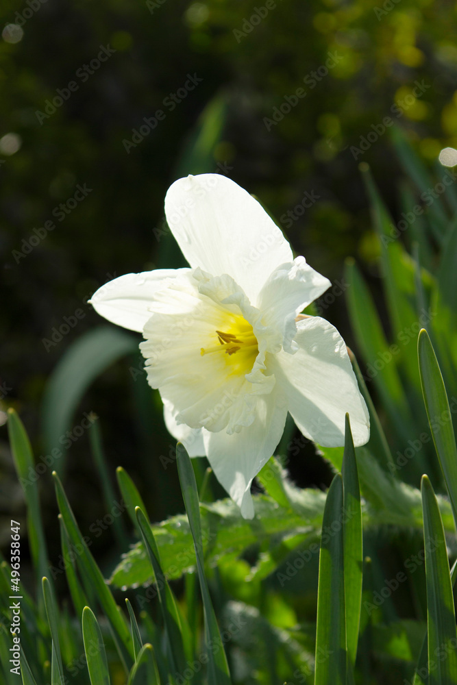 Blooming daffodil on a flower bed in the park, sunny day.