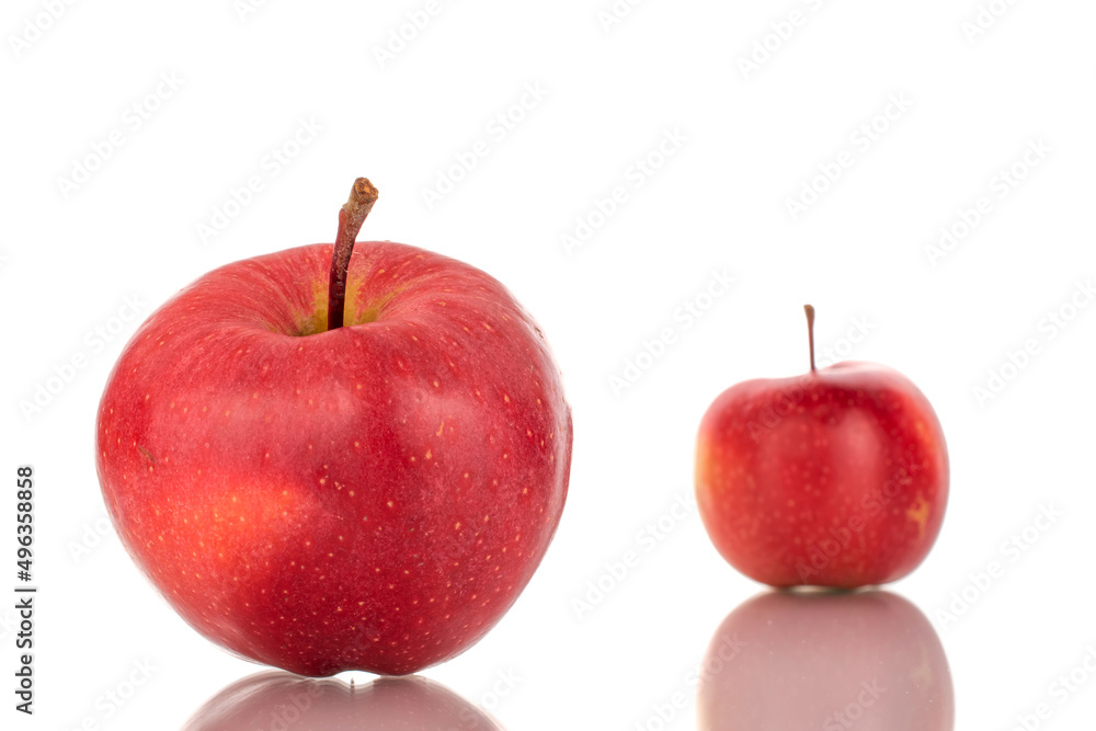 Two ripe red apples, macro, isolated on a white background. Two ripe red apples, macro, isolated on a white background.