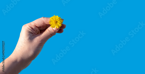 Tiny yellow flower in woman's hand isolated on blue background. Concept of peace, spring and Ukraine. Copy space