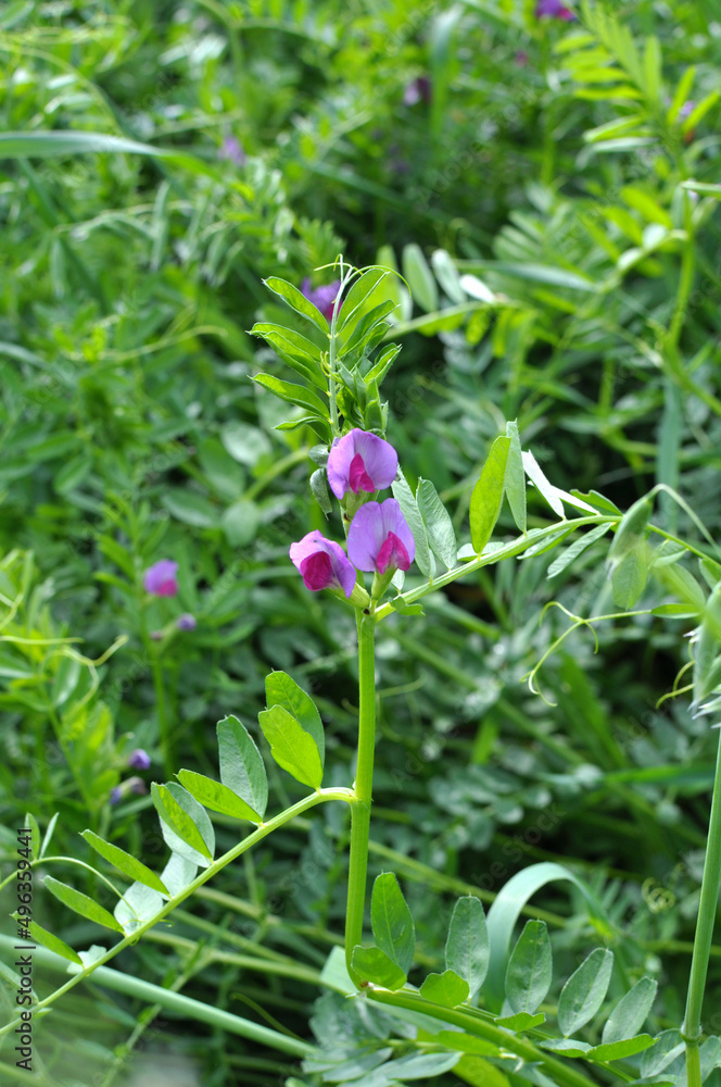 Vetch sowing (Vicia sativa) grows in the field Vetch sowing (Vicia sativa) grows in the field