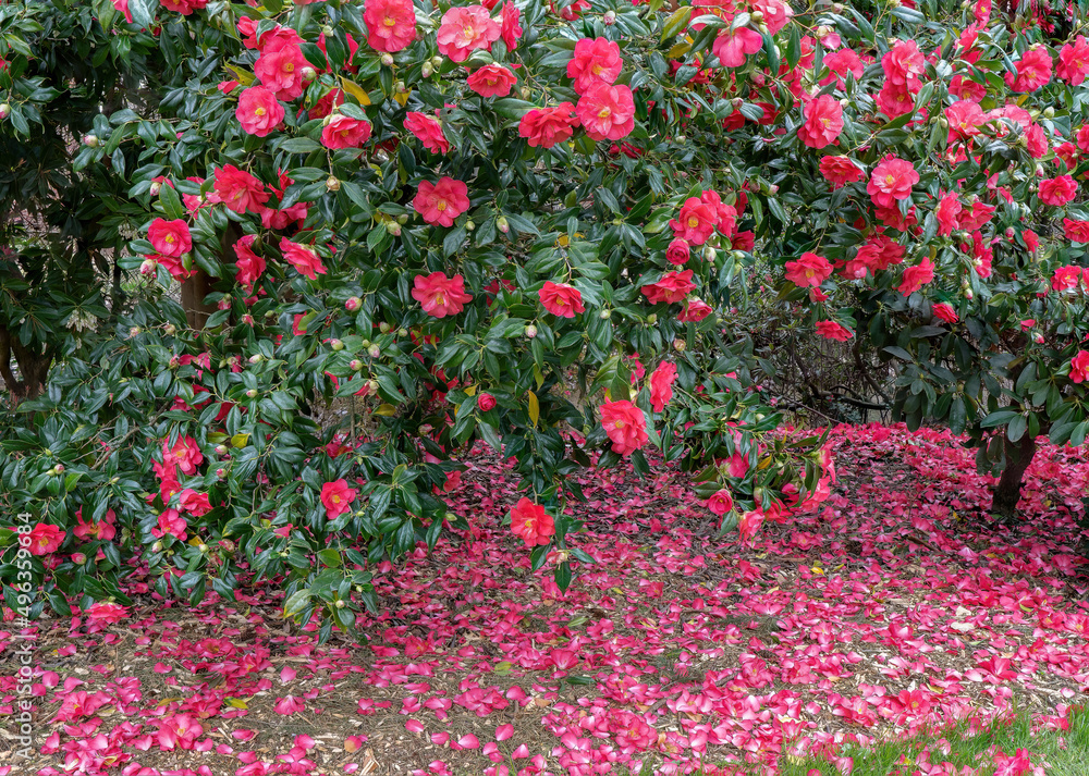 blooming Camelia Trees full of red blossoms surrounded by fallen red and pink flowers
