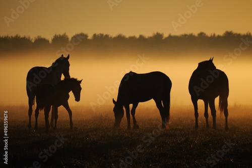 A herd of horses from mares with foals walks in a field against the backdrop of fog at dawn © Tetiana Yurkovska