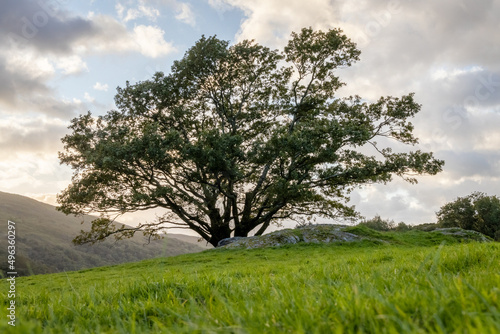 Tree in the Middle of a Green Field  County Kerry