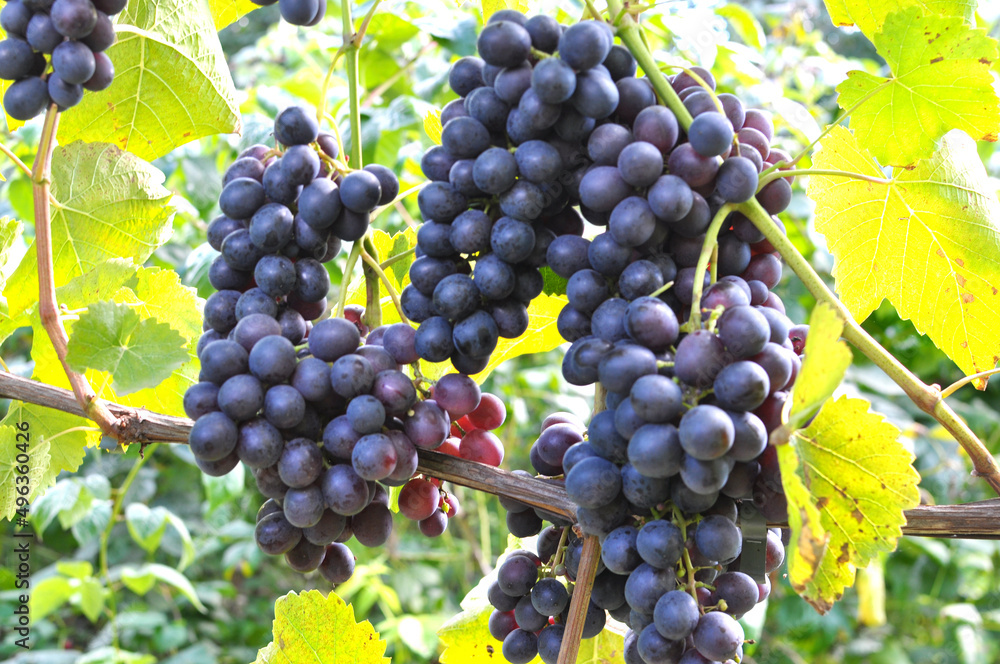 Fototapeta premium Grapes ripen on the branch of the bush