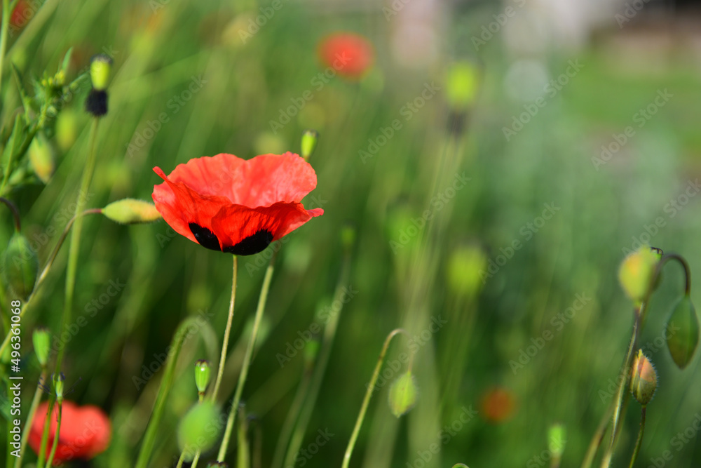 Fototapeta premium Red wild poppies growing near the railroad tracks, Armenia