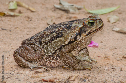 Cururu toad  Rhinella diptycha  on the side