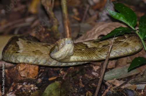 Jararaca (Bothrops jararaca) in the forest photo