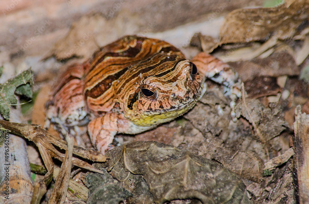 Fototapeta premium Cuyaba Dwarf Frog (Physalaemus nattereri) - portrait
