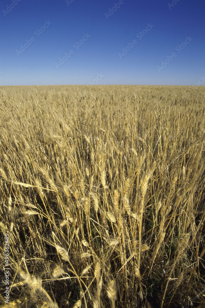 Durham wheat, Saskatchewan, Canada Durham wheat, Saskatchewan, Canada