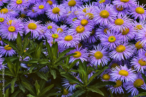 Close-up of purple asters photo