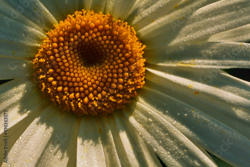 Close-up of Shasta daisy (Leucanthemum x superbum) photo