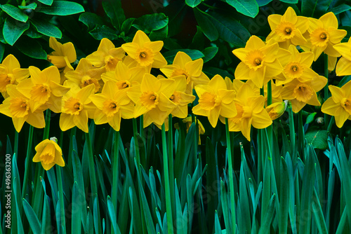 Canada, British Columbia, Butchart Gardens, Yellow daffodils photo