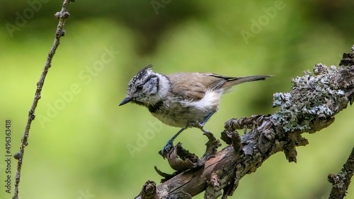 A young European crested tit
