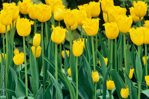 USA, Washington State, Skagit Valley, Yellow Tulips photo