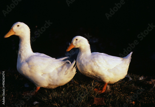 Two ducks walking in the grass