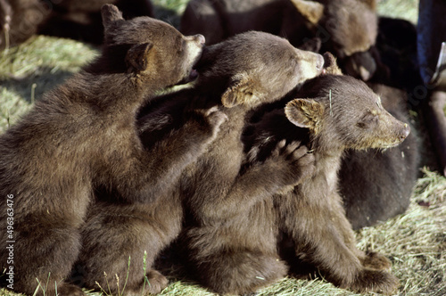 Brown Bear cubs sitting together