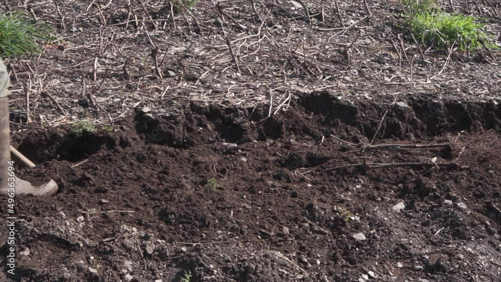 Farmer digging the soil planting and pulling up vine plants. HD video. Farmer digging the soil planting and pulling up vine plants. HD video.