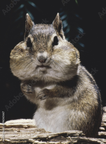 Portrait of a chipmunk photo