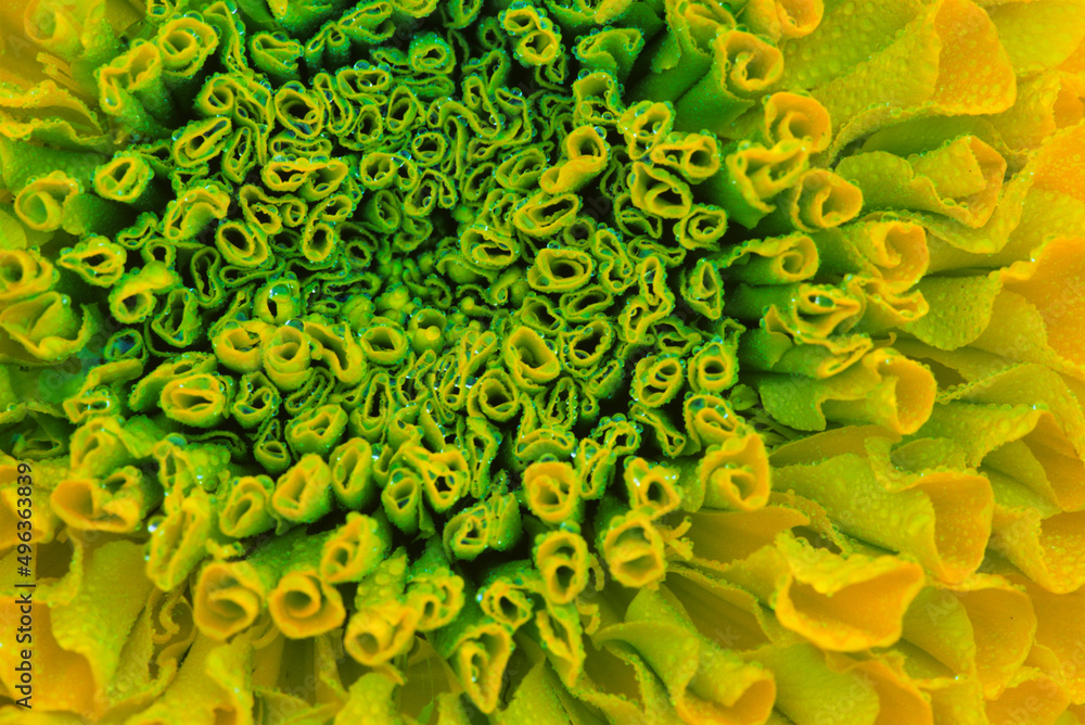 Marigold Flower Marigold Flower