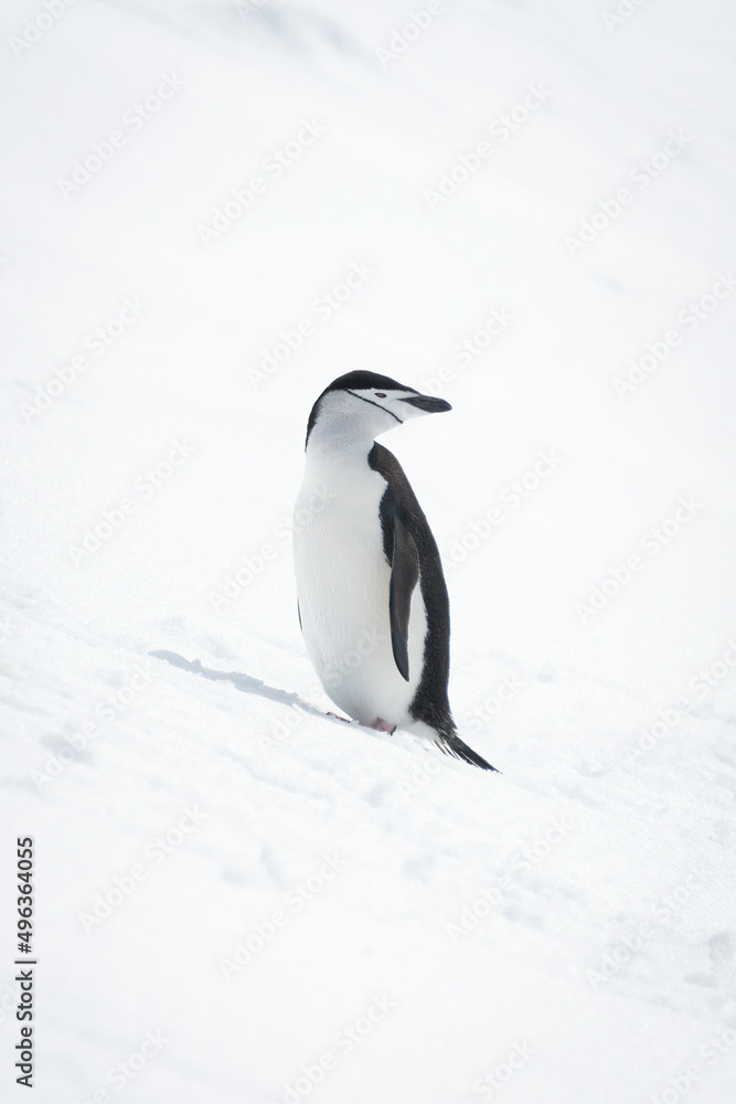 Chinstrap penguin on snowy slope looking back