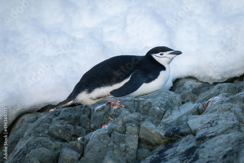 Chinstrap penguin lies on rocks eyeing camera