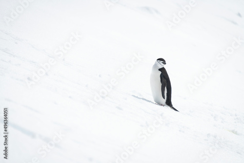 Chinstrap penguin on snowy hill cocking head