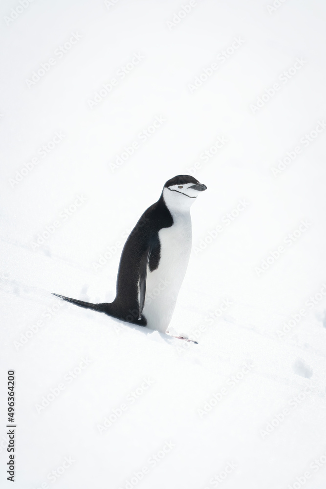 Obraz premium Chinstrap penguin stands on snow eyeing camera