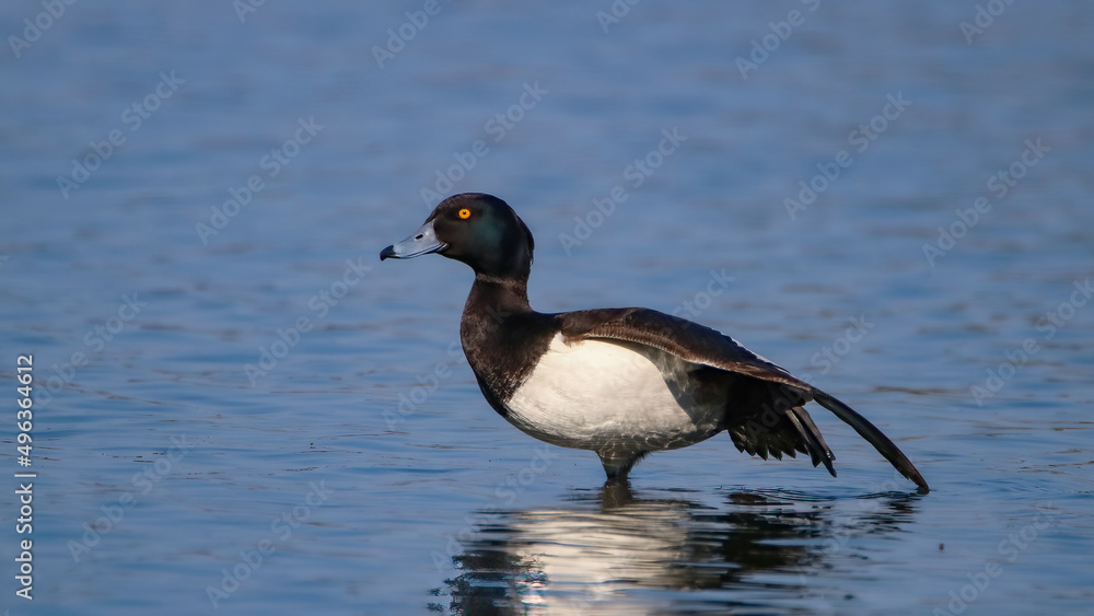 Tufted duck