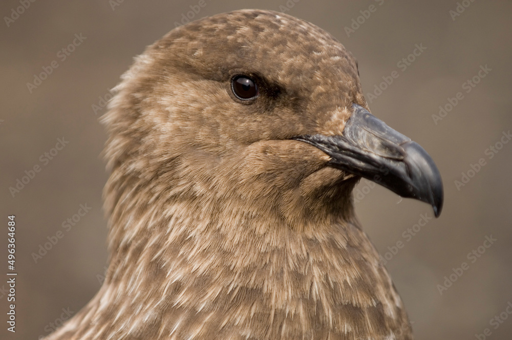 Close-up of a South Polar Skua (Stercorarius maccormicki) Close-up of a South Polar Skua (Stercorarius maccormicki)
