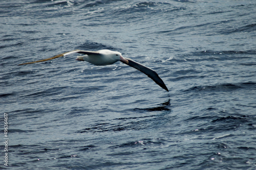 Northern Giant Petrel flying over water (Macronectes halli) photo